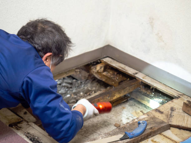 Crawl Space Mold Removal in Englewood, CO