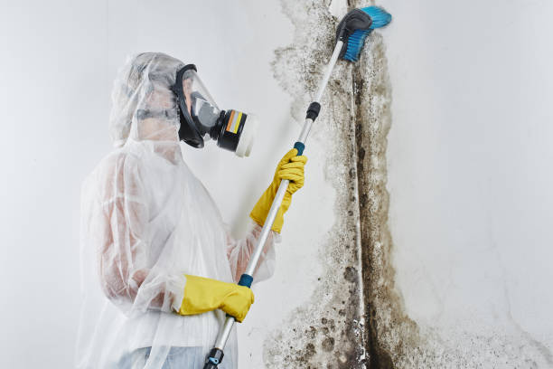 Best Commercial Mold Removal  in Englewood, CO