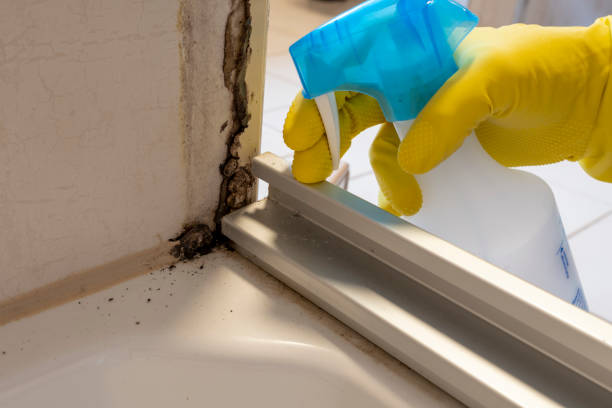 Best Attic Mold Removal  in Englewood, CO