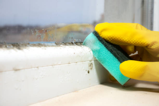 Mold Removal Process in Englewood, CO