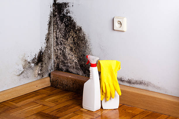Best Residential Mold Removal  in Englewood, CO