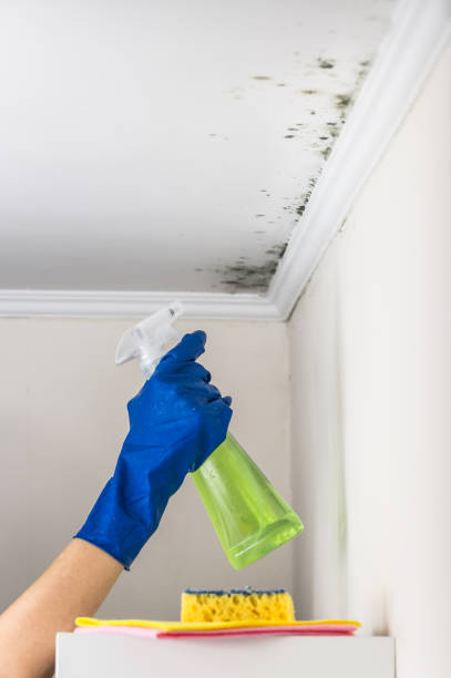 Best Black Mold Removal  in Englewood, CO