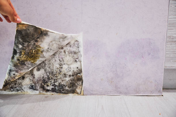 Mold Testing and Removal in Englewood, CO